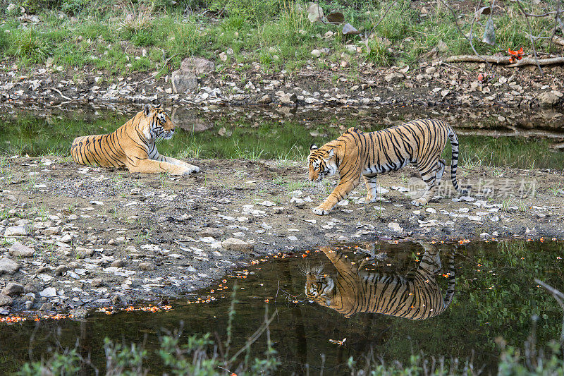 ranthambore国家公园里的孟加拉虎(Panthera tigris tigris)